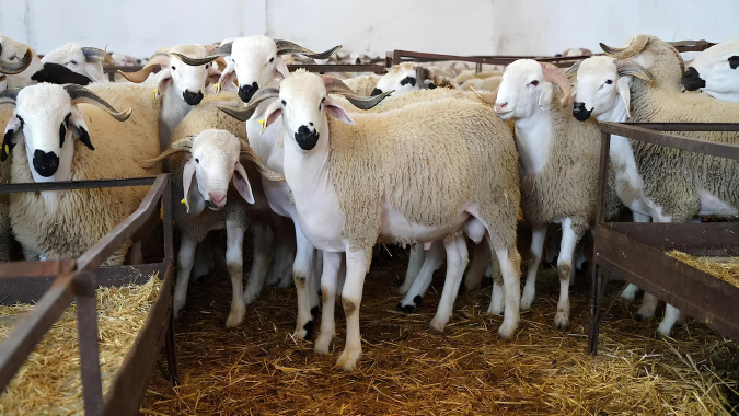 صرف الشطر الثاني من الدعم المخصص لمربي الماشية.. شروط وتفاصيل عملية المراقبة الجديدة