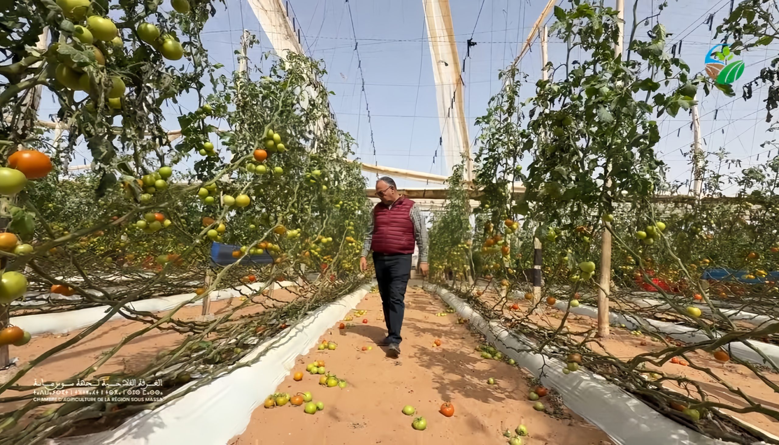 ​رياح عاتية تضرب ضيعات سوس ماسة.. الغرفة الفلاحية ترصد الخسائر وتدعو لتدخل استعجالي