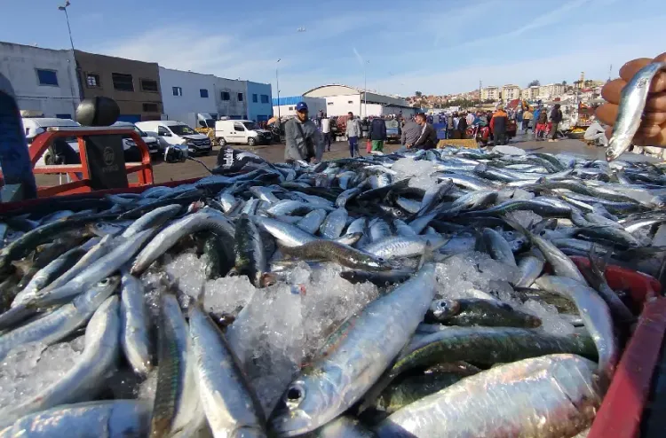 انتعاش قوي بموانئ سيدي إفني وآسفي.. مئات الأطنان من السردين تغرق الأسواق