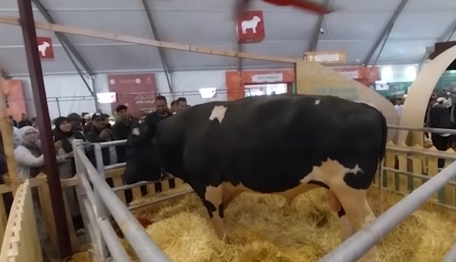 من الصردي إلى هولشتاين .. مكناس تحتفي بأفضل رؤوس الماشية في الملتقى الدولي للفلاحة 