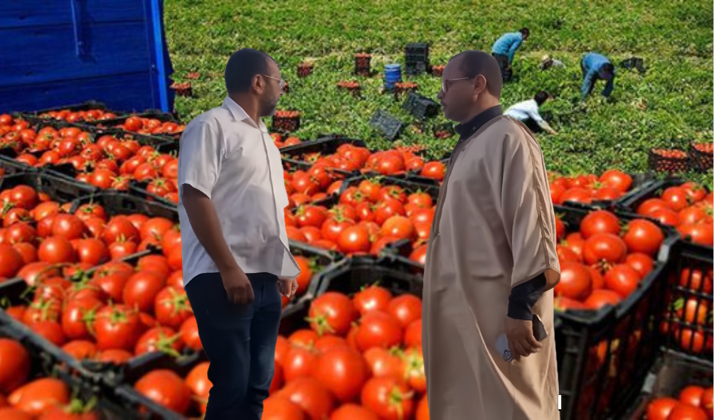 منع تصدير طماطم المغاربة إلى إفريقيا مستهلكون يرحبون ومصدرون غاضبون.. كيف؟ ولماذا؟ 