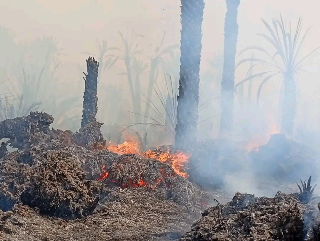 طاطا.. استنفار واسع لمحاصرة حريق مهول يلتهم نخيل واحة “أيت وابلي”