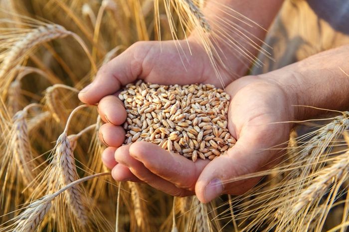 بسبب وفرة الأمطار.. قرار حكومي جديد يخص استيراد القمح اللين بسبب وفرة الأمطار.. قرار حكومي جديد يخص استيراد القمح اللين