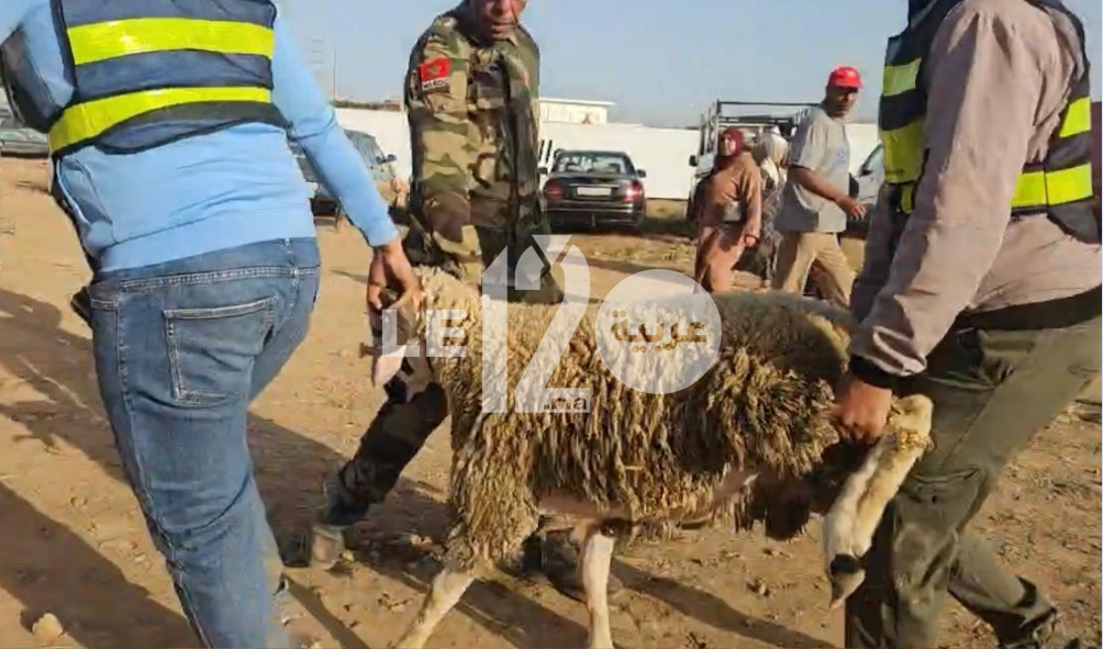 أسواق 20 يوم أسود في حياة الشناقة. توقيف 10 شناقة في 3 جهات وقصصهم مثيرة!