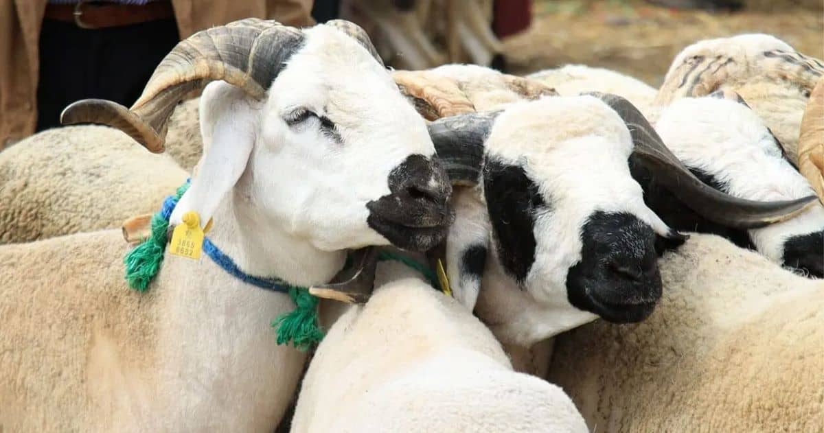 وزارة الأوقاف.. الأربعاء 27 ماي أول أيام عيد الأضحى بالمغرب 