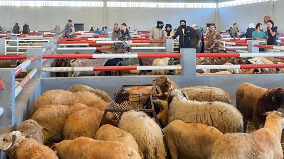 ​عاجل.. العيون تعزز أسواقها بدفعات جديدة من الأضاحي لتأمين الطلب المتزايد
