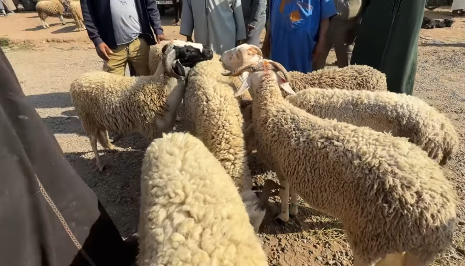 أسواق سوس ماسة مع اقتراب العيد.. الخير موجود والشّراي مفقود 