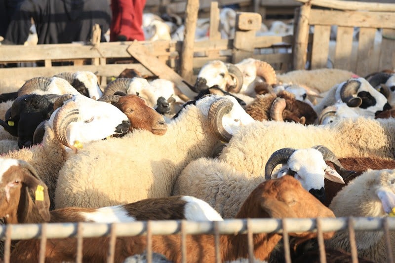 استعدادات عيد الأضحى.. إحصاء وتجهيز أزيد من 560 سوقاً للماشية بالمملكة 