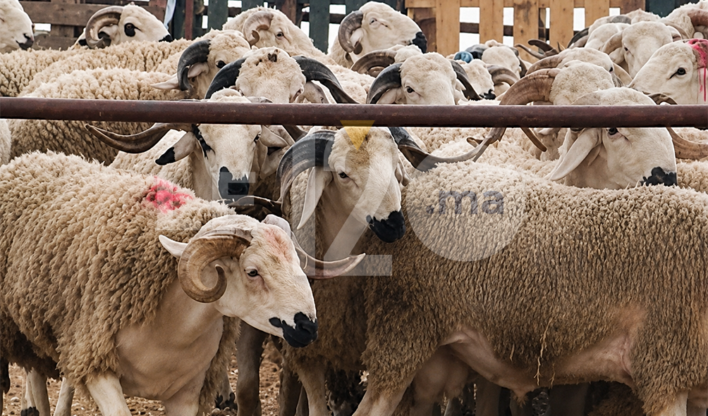 سوق ممتاز في القنيطرة.. الصردي بحال كركاع تبارك الله الخير موجود ولمليح بثمانو (فيديو)