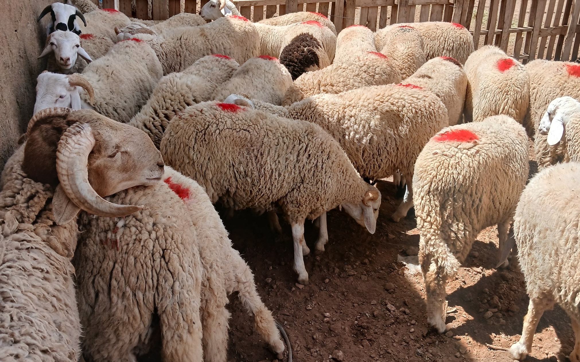 جهة الدار البيضاء-سطات.. عرض الأضاحي يتجاوز 1.1 مليون رأس وسط إقبال متزايد بالأسواق