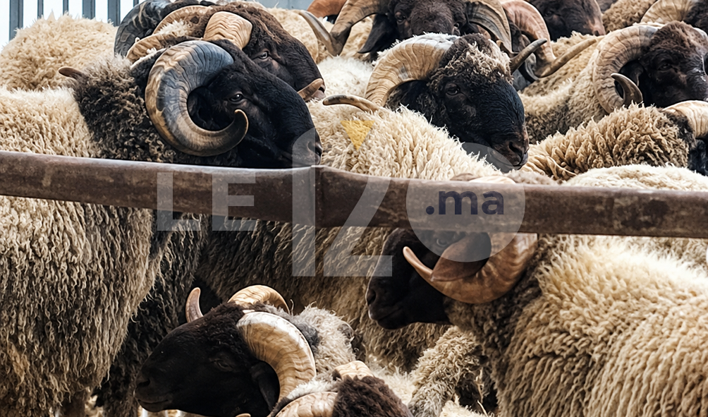 القنيطرة. البركي في سوق ممتاز ينتظر من مواليه.. الخير موجود (فيديو)