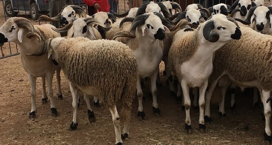 مديرية الفلاحة: مليون رأس من الأغنام لعيد الأضحى بالرباط سلا القنيطرة وصحة القطيع جيدة