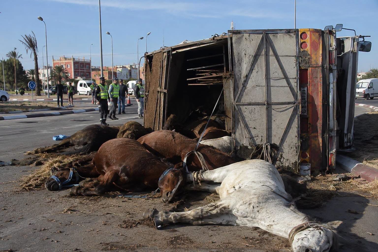 حادثة سير مؤلمة بالبروج تتسبب في نفوق 4 خيول لتمثيلية قلعة السراغنة في جائزة الحسن الثاني للتبوريدة بدار السلام