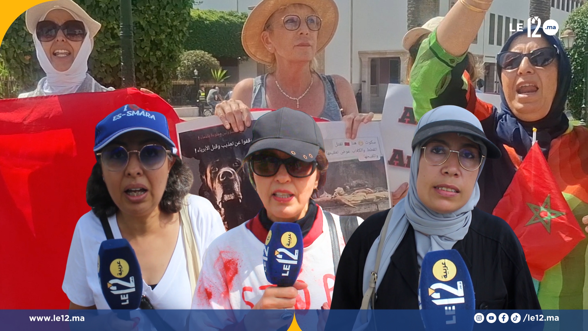 (فيديو) صرخة من أجل الحيوانات الضالة… التعقيم والتلقيح كحلول مستدامة وإنسانية