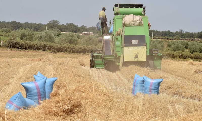 الحكومة تضبط شراء القمح وصناعة الدقيق المدعوم وتثبت أسعار البيع