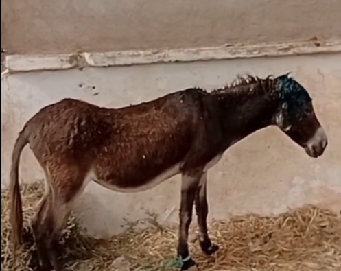اعتـ.داء وحشي على حمارة بسيدي بنور يثير الاستياء